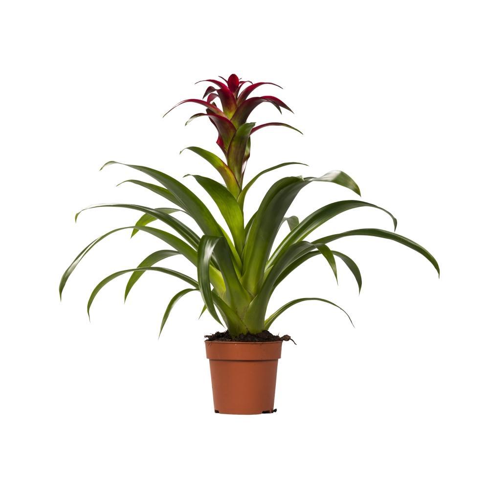 Guzmania Bordeaux