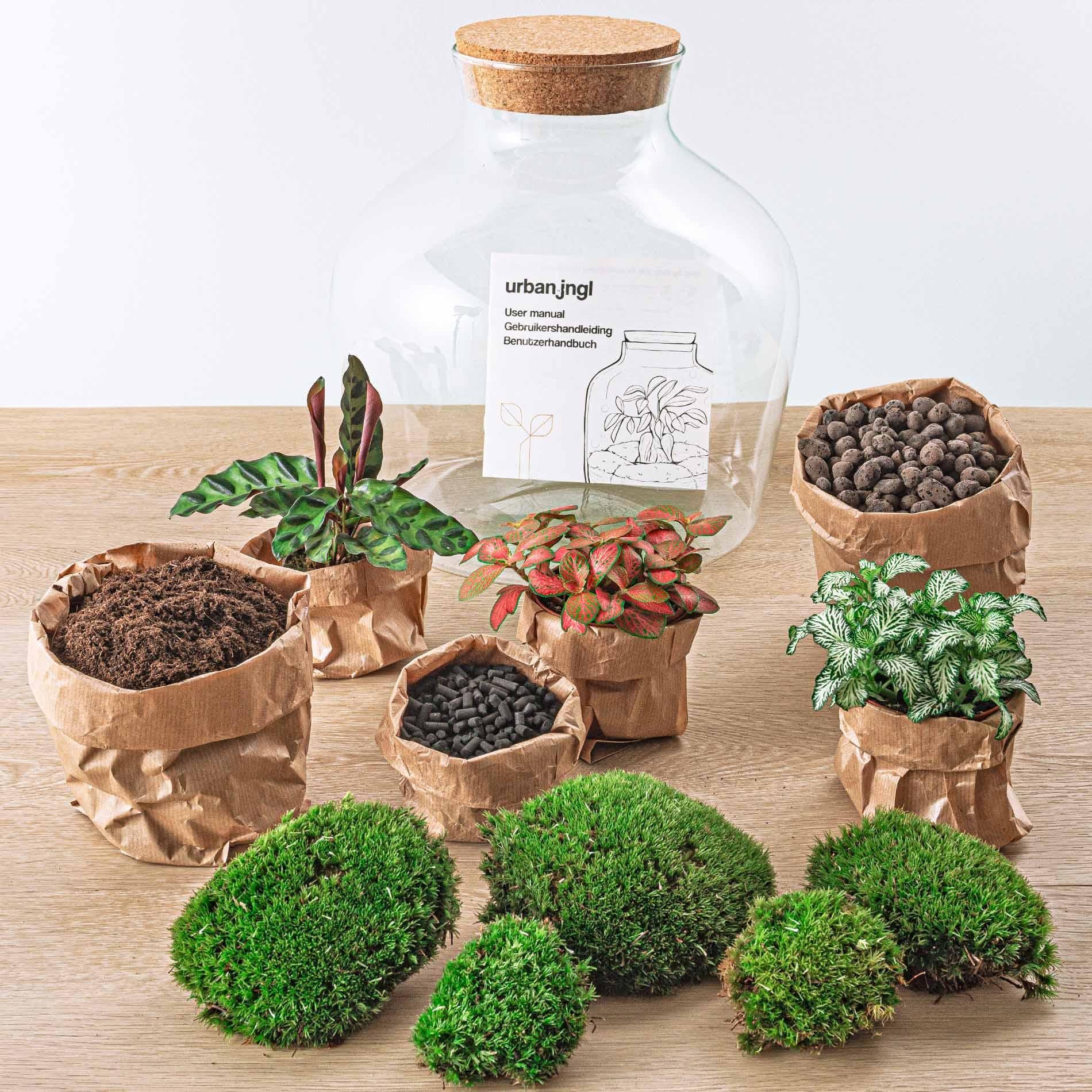 Pflanzen Terrarium XL online kaufen