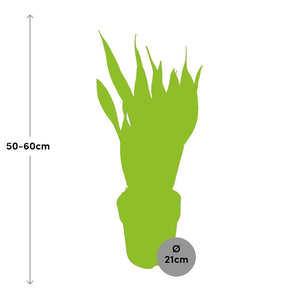 Sansevieria trifasciata Laurentii bestellen
