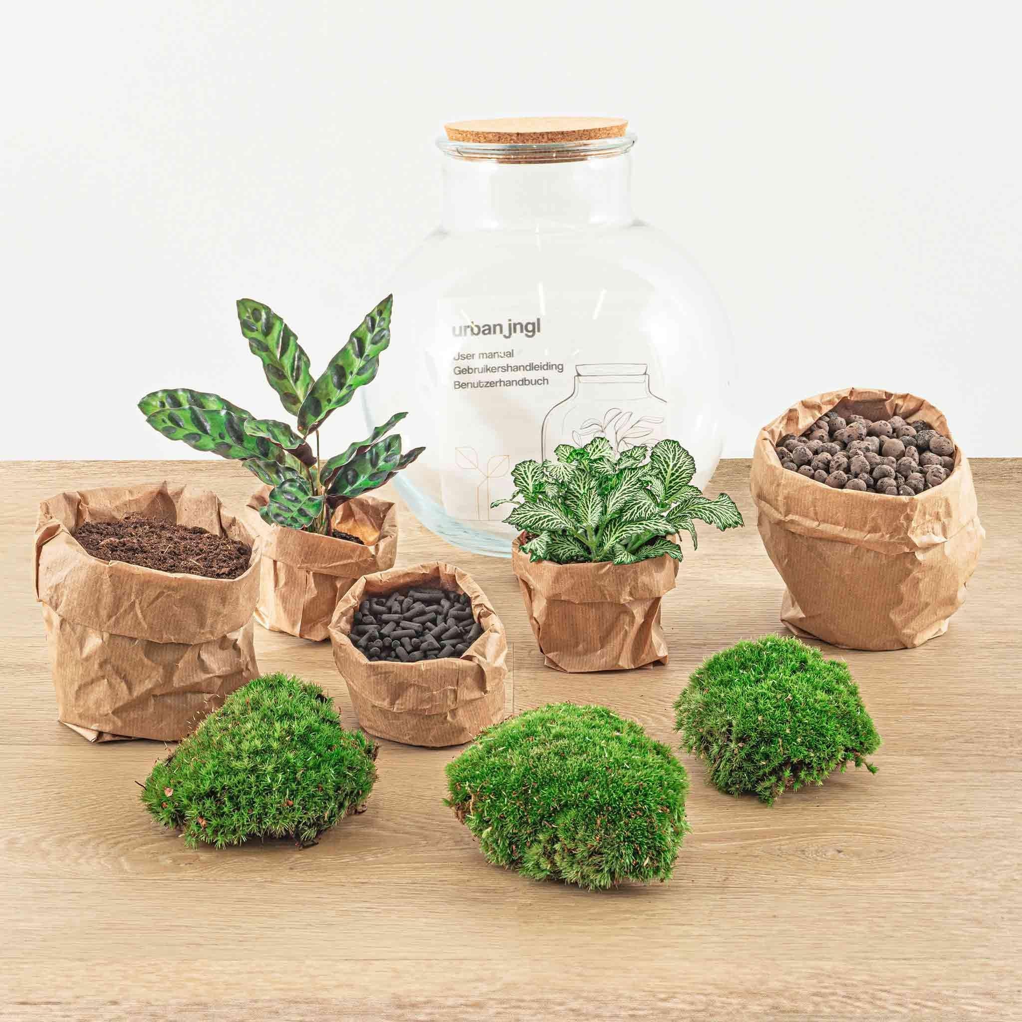 Terrarium - Teddy set kaufen