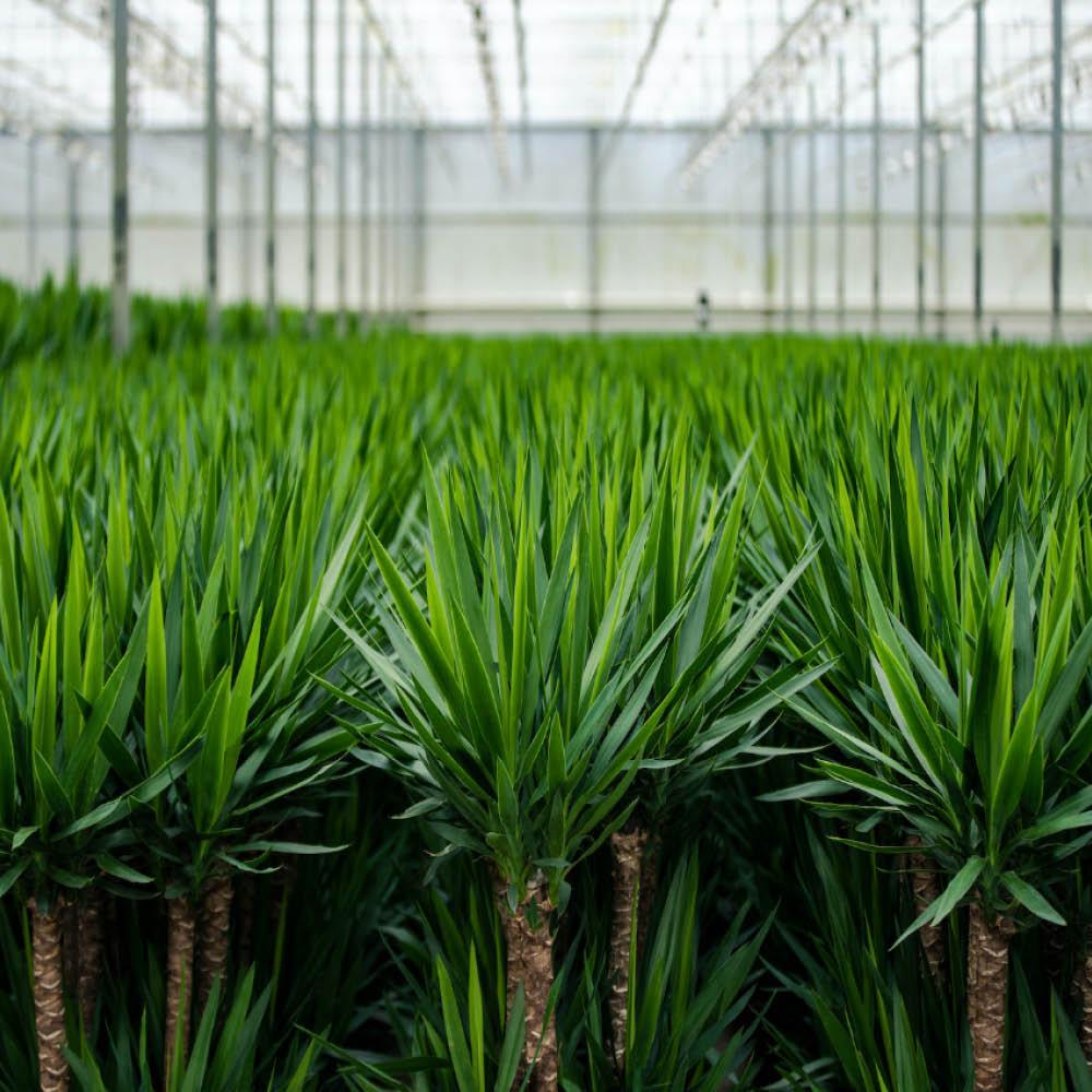 Yucca Mix Pflanze bestellen online