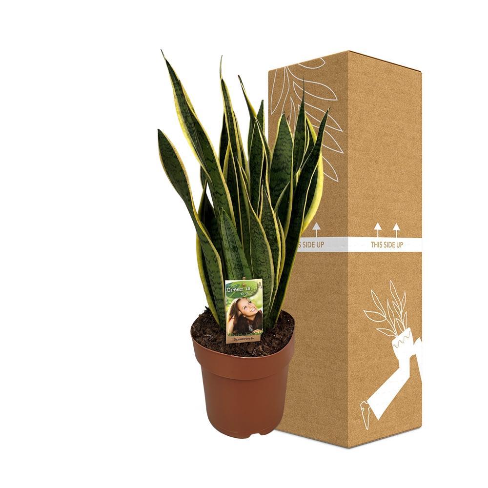 Sansevieria trifasciata Laurentii online bestellen
