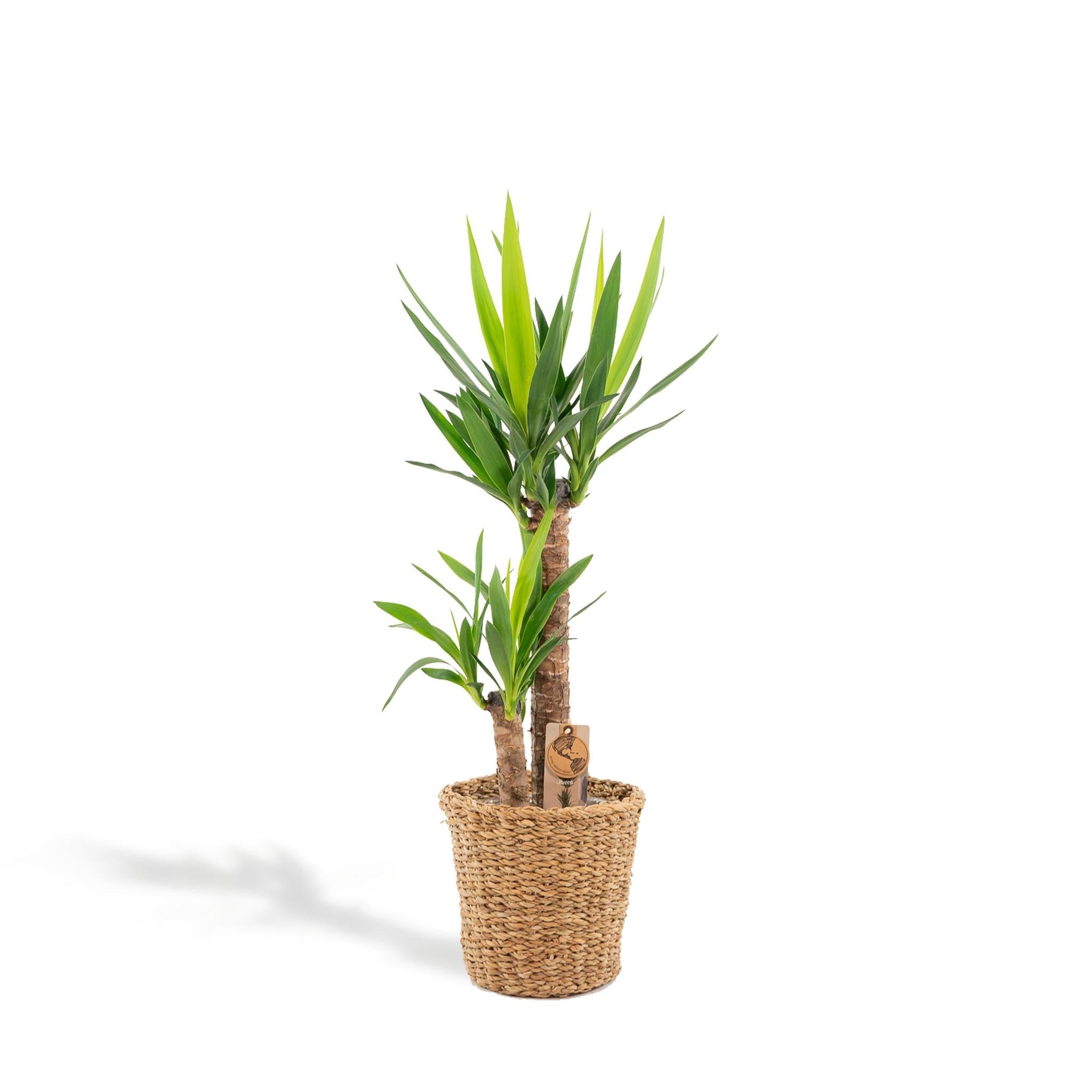 Yucca mit Weidentopf kaufen