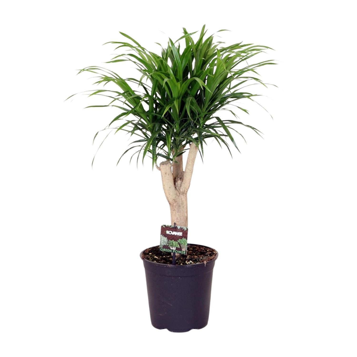 Dracaena Reflexa 'Anita'