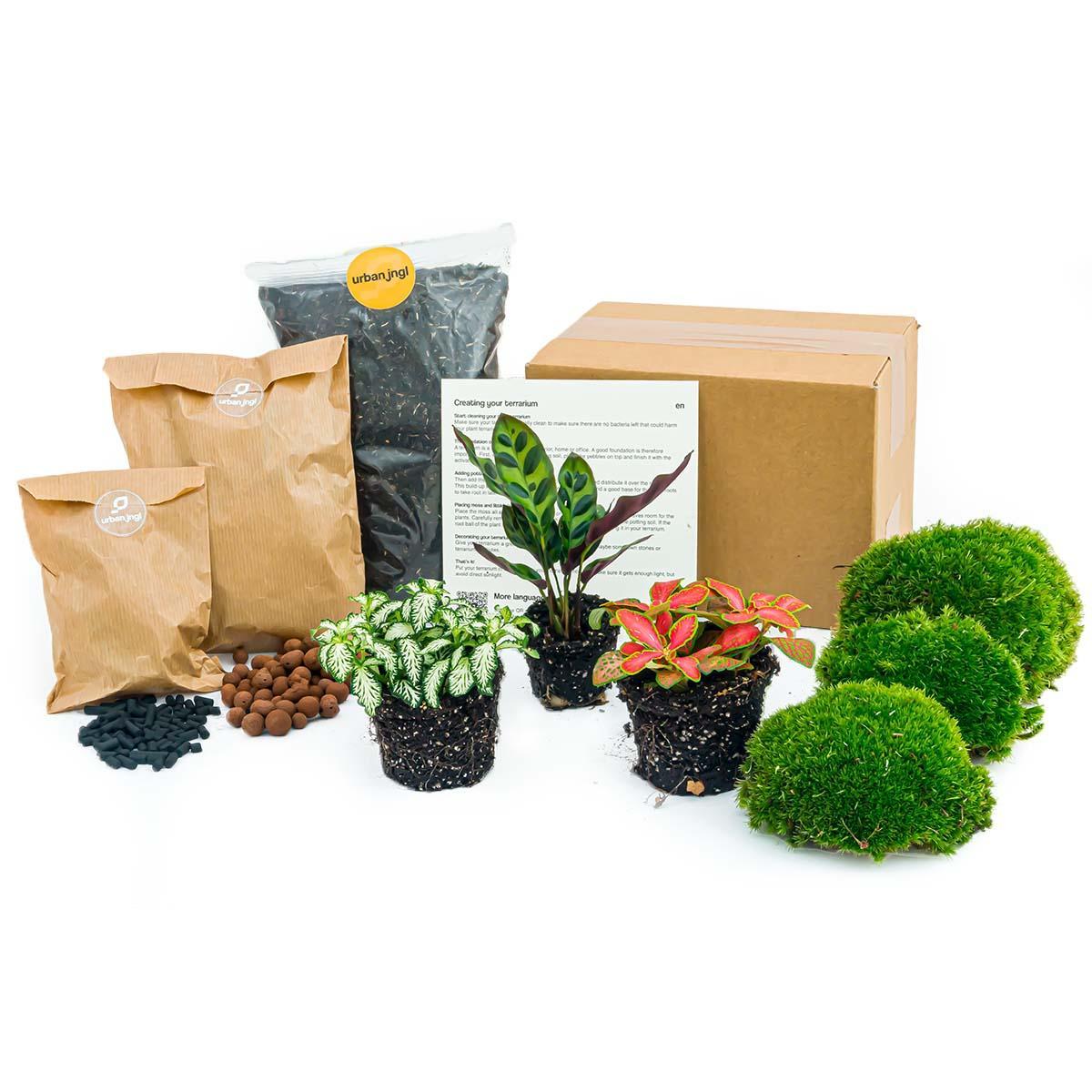 Pflanzenterrarien-Set - Calathea Makoyana - Nachfüllpackung