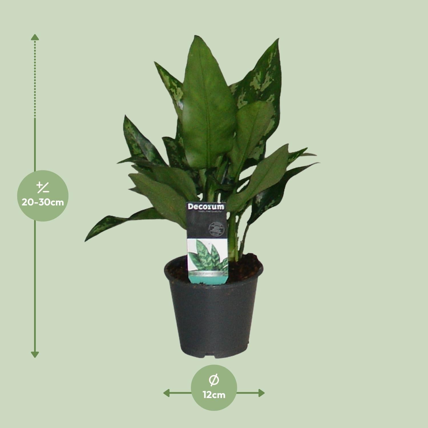 Aglaonema Maria bestellen