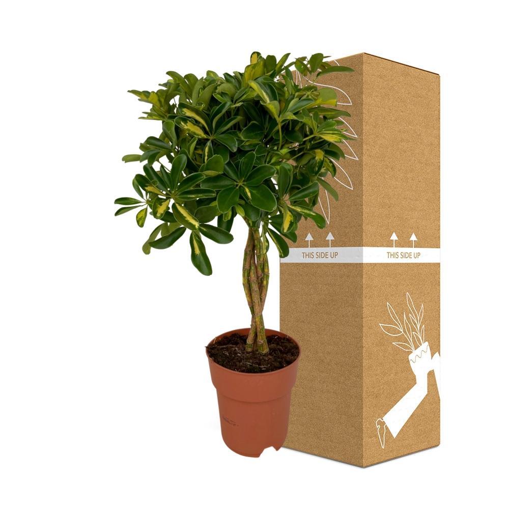 Strahlenaralie - Schefflera Gold Capella