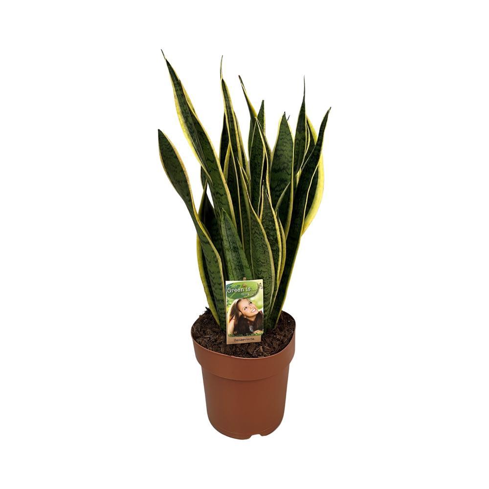 Sansevieria trifasciata Laurentii kaufen