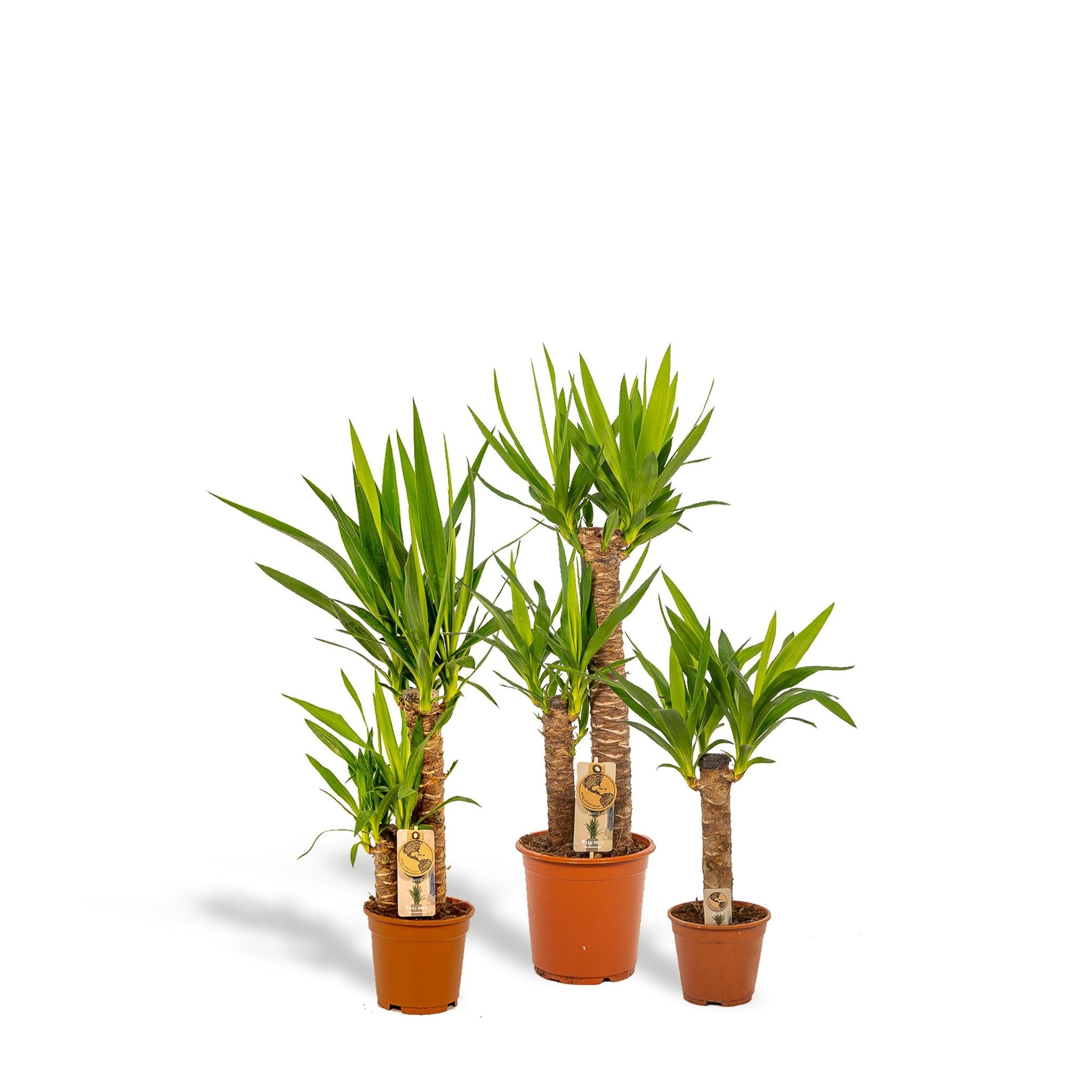 Yucca Mix Pflanze