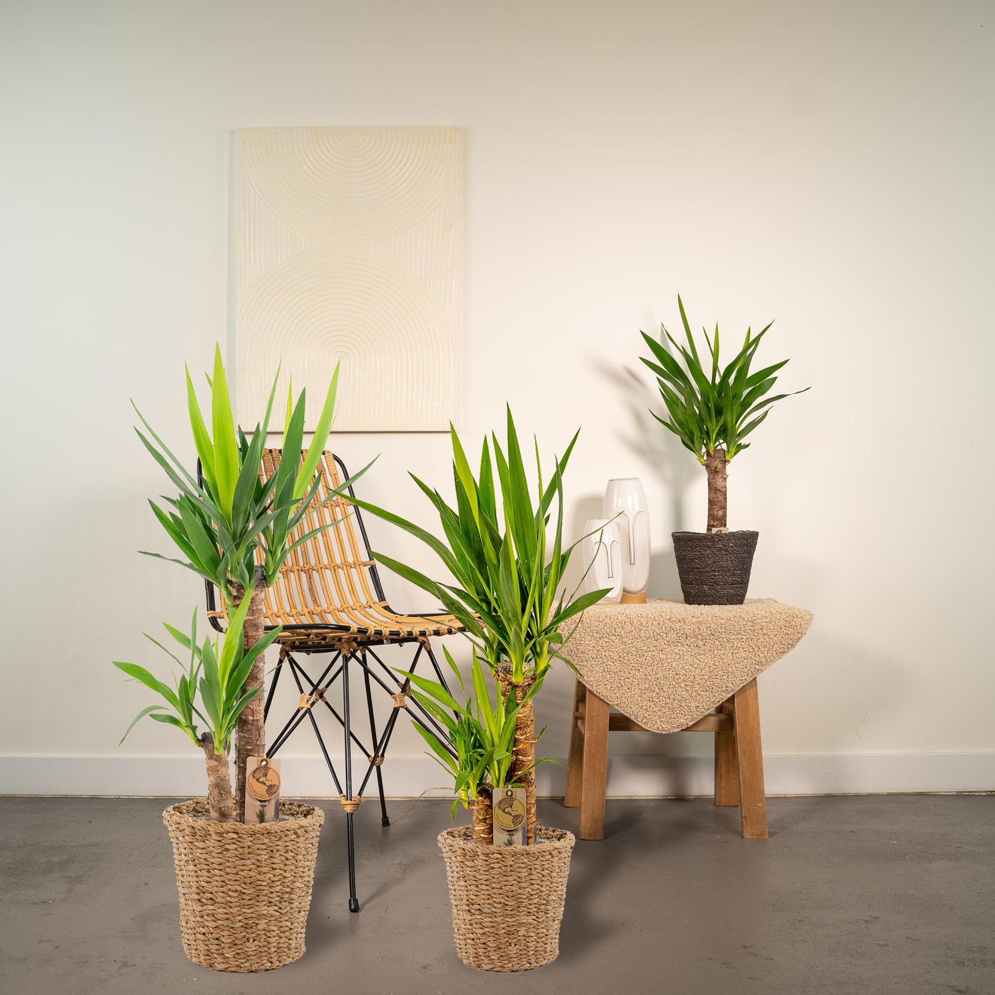 Yucca Mix Pflanze kaufen