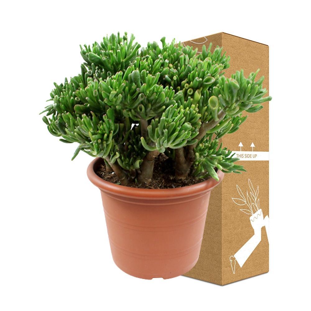 Crassula ovata Hobbit