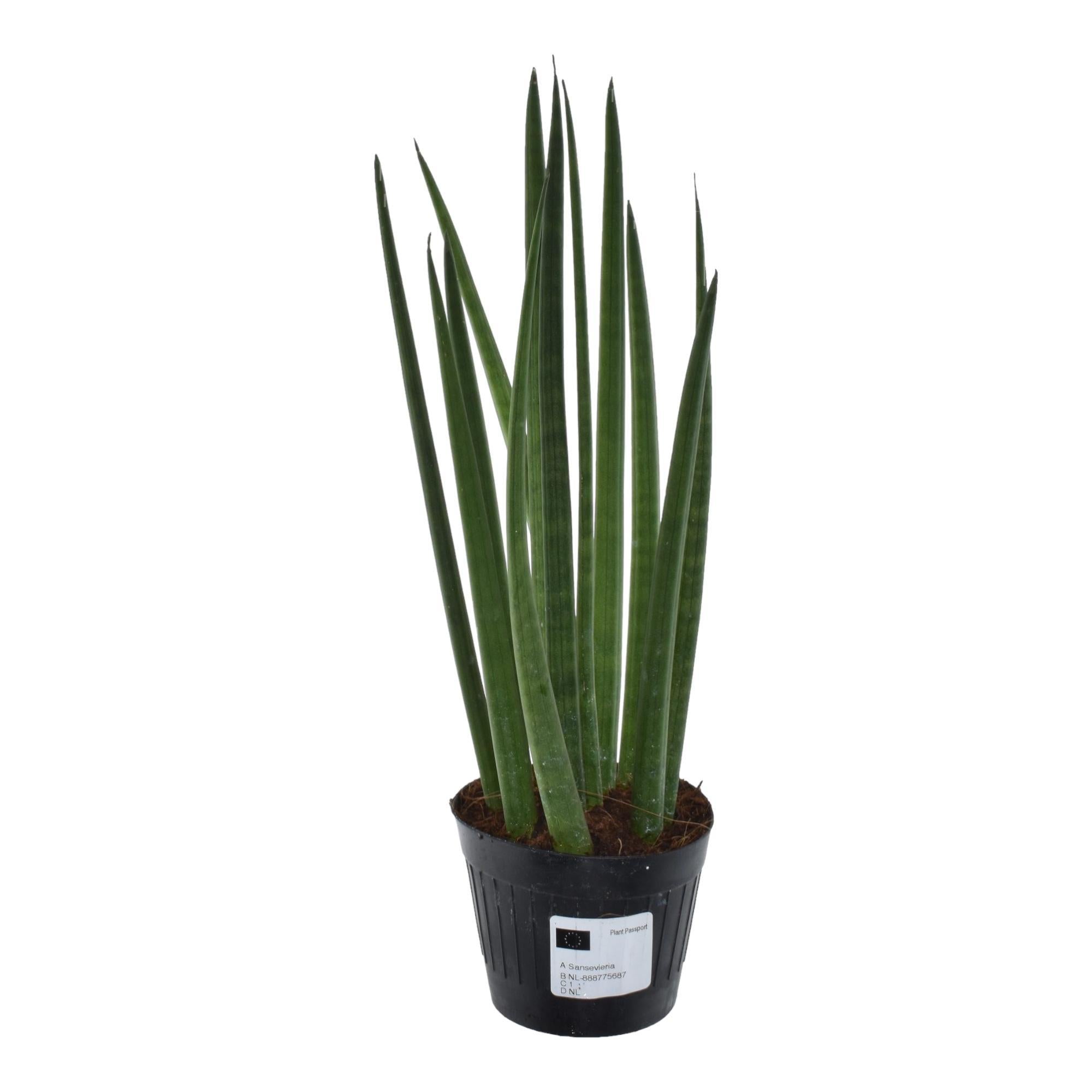 Sansevieria cylindrica 'Fernwood Mikado' online kaufen