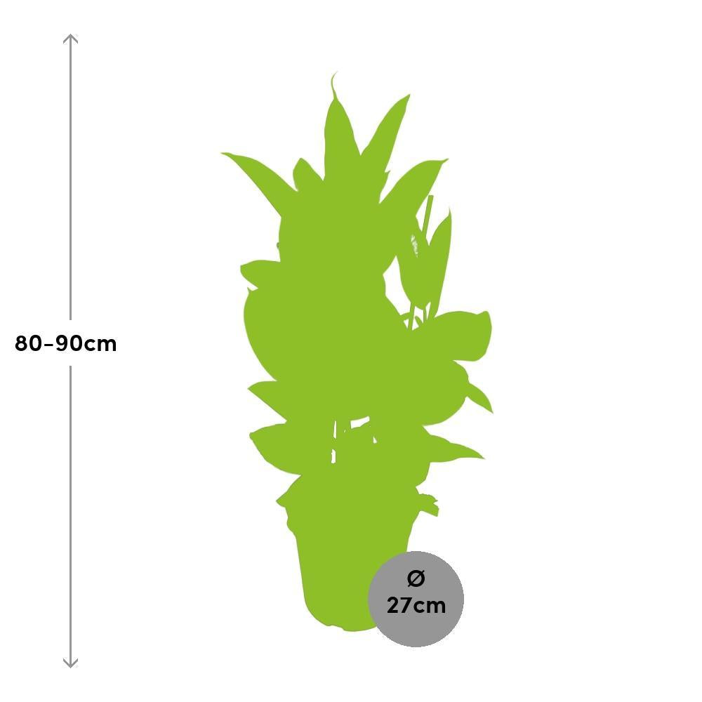 Ficus Elastica Tineke bestellen