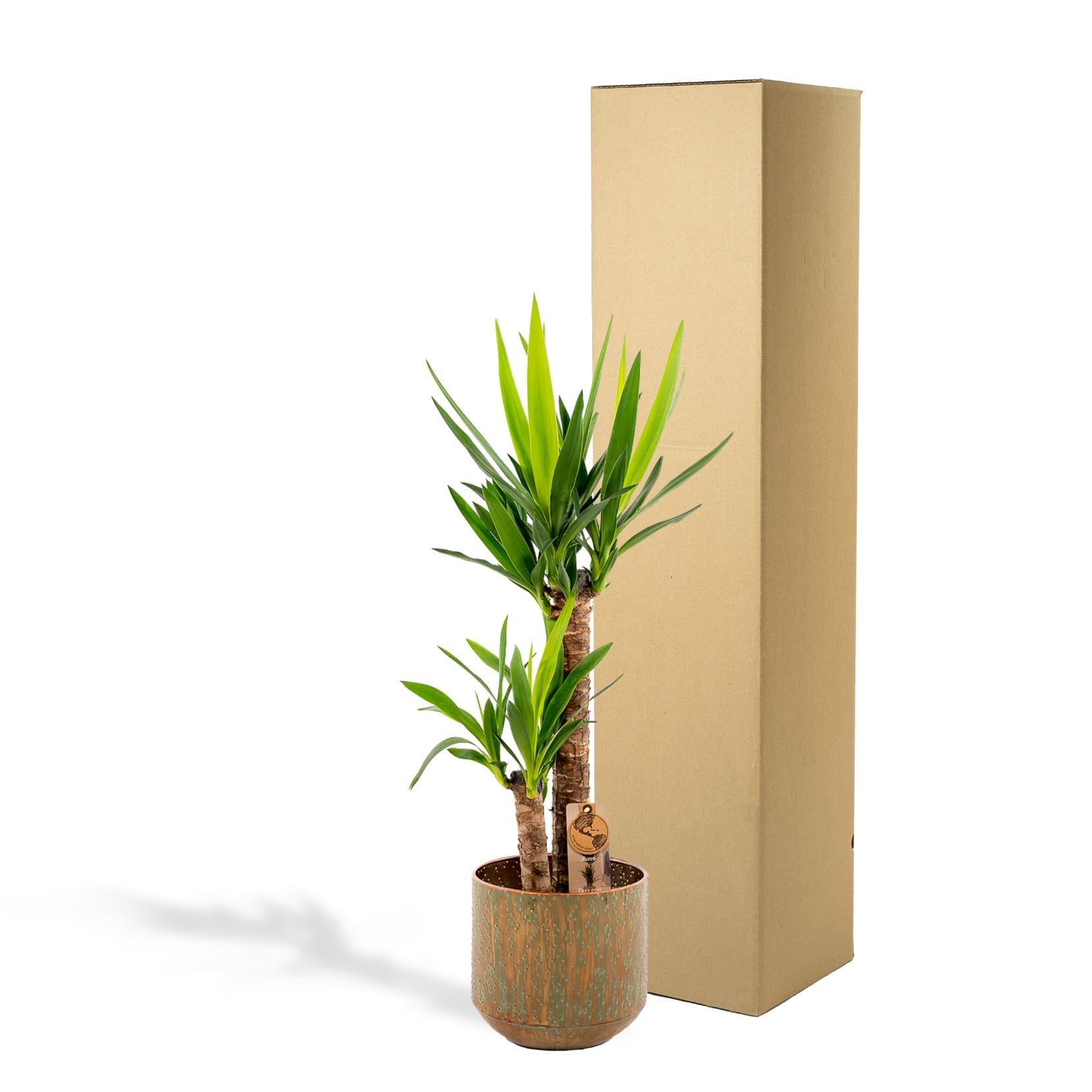Yucca mit Ziertopf online bestellen
