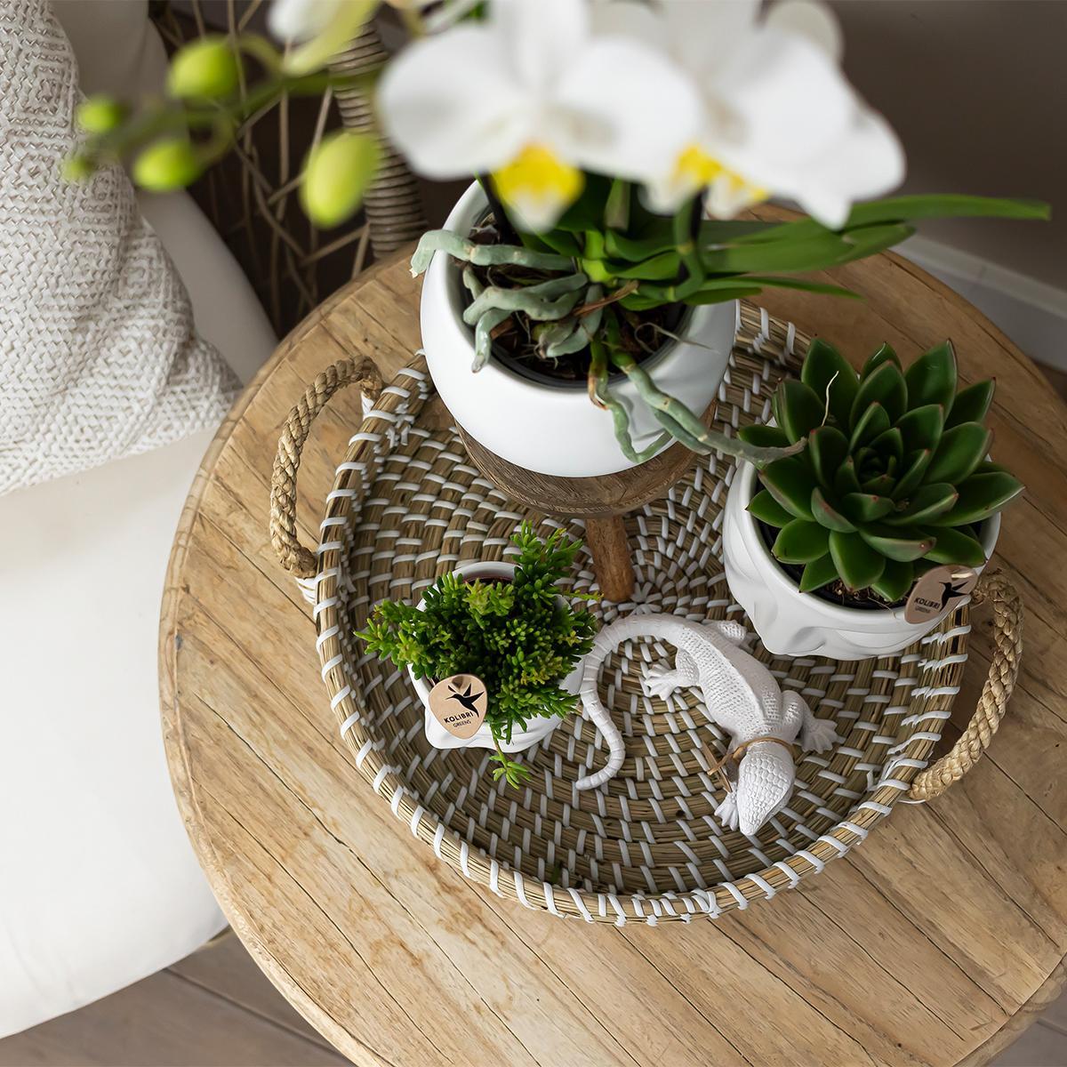 Komplettes Pflanzenset Face-2-Face | weiß kaufen