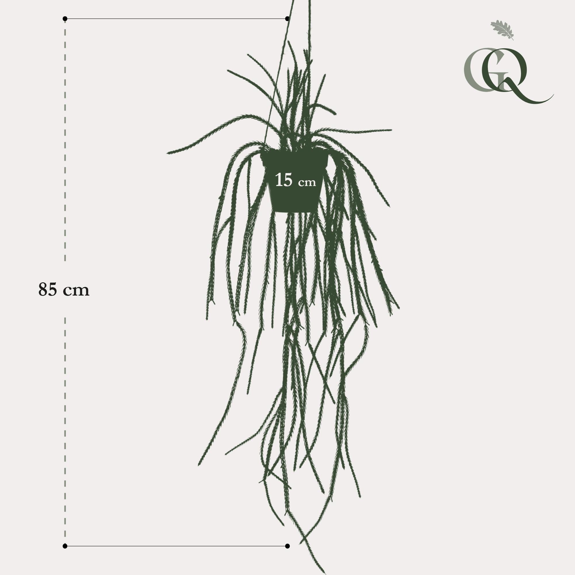 Grosse Korallenkaktus künstlicher Rhipsalis Hänger