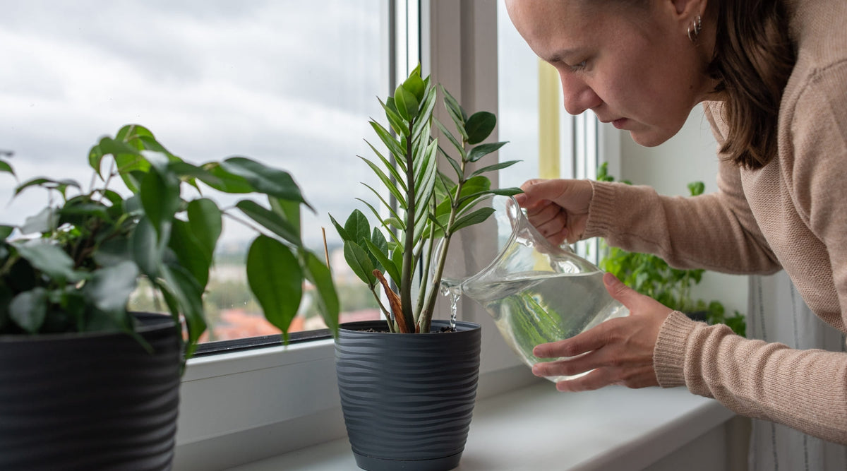 10 Pflanzen, die wenig Wasser brauchen  Urbangreen Blog