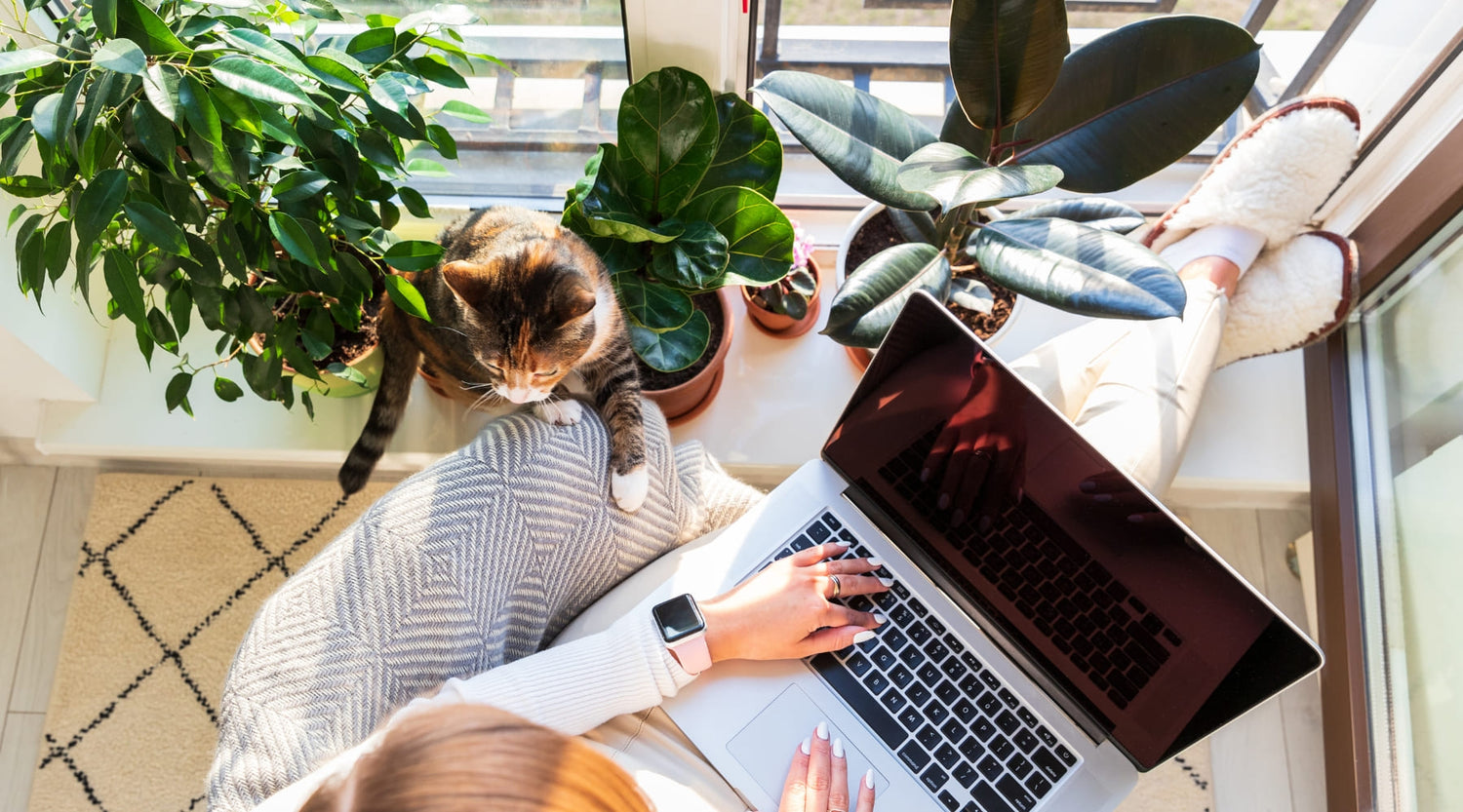 8 plantas para la oficina que mejoran tu productividad