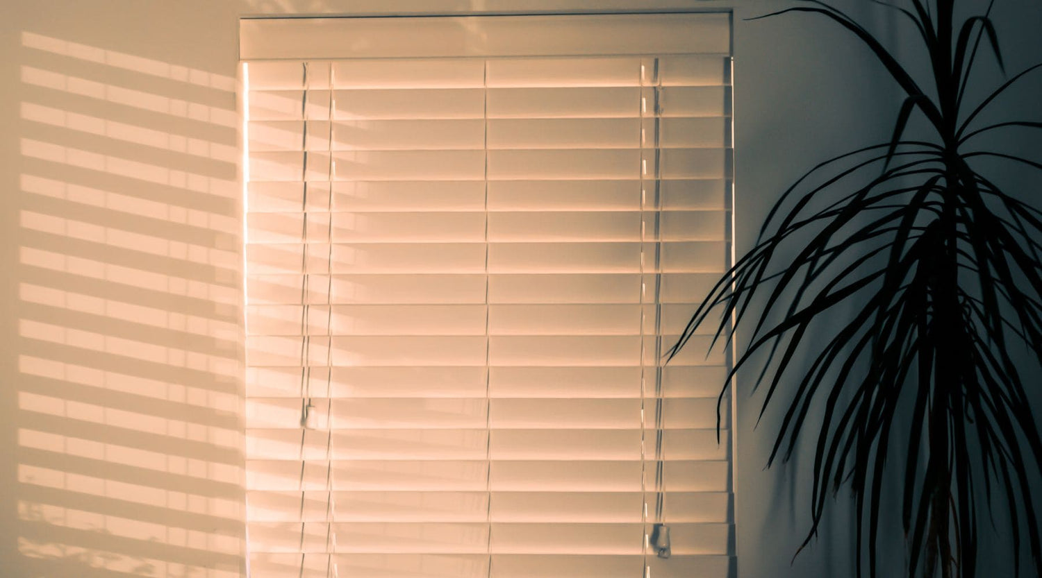 8 plantas que no necesitan luz para tener en casa