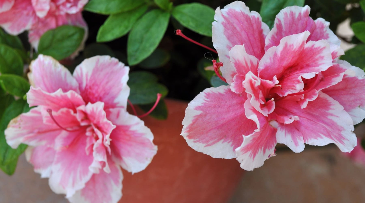 Azaleas