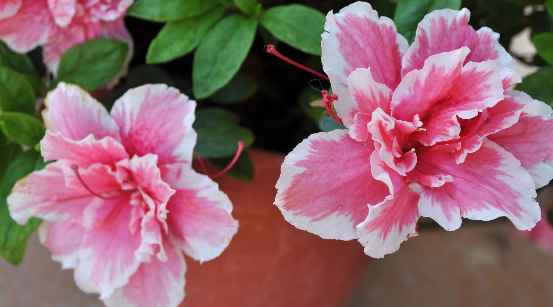 Azaleas