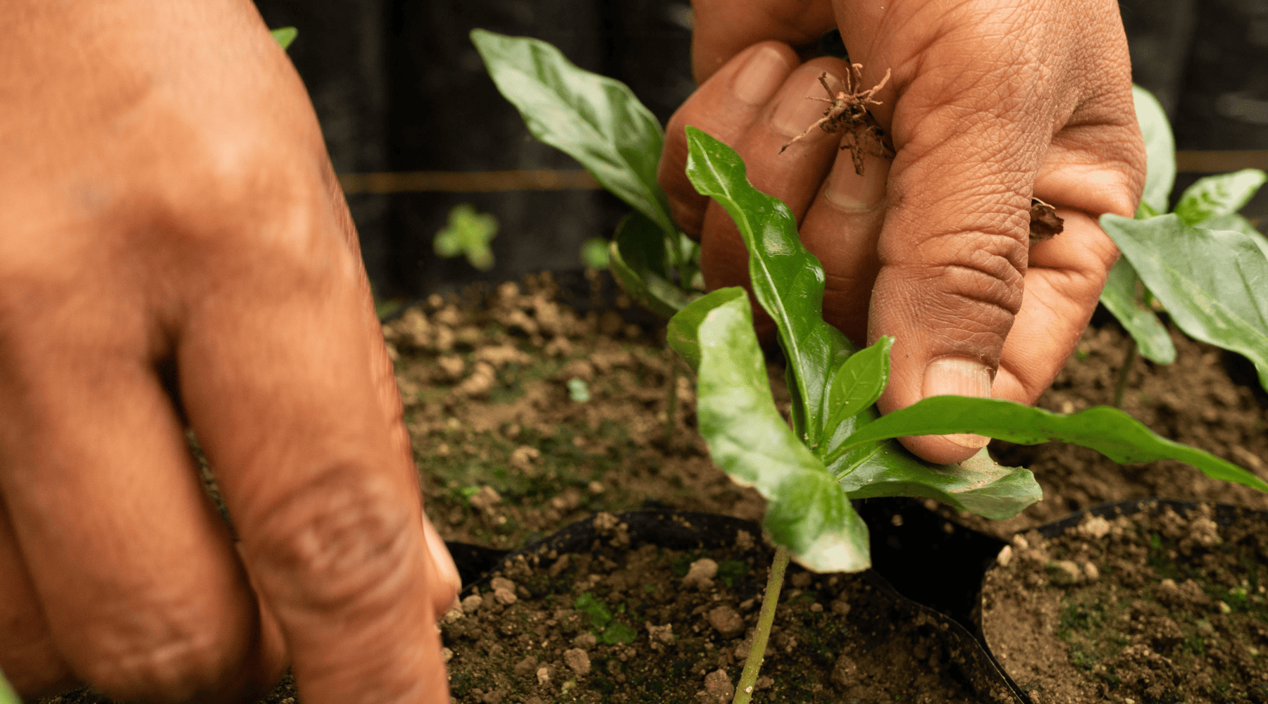 Café en las plantas : El secreto para tenerlas hermosas