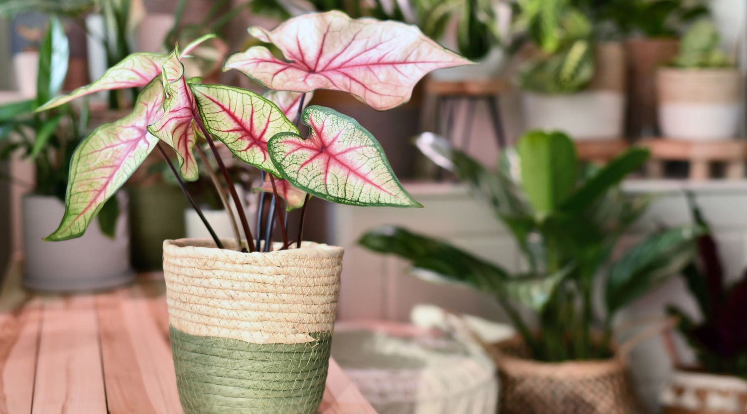 Caladium cuidados