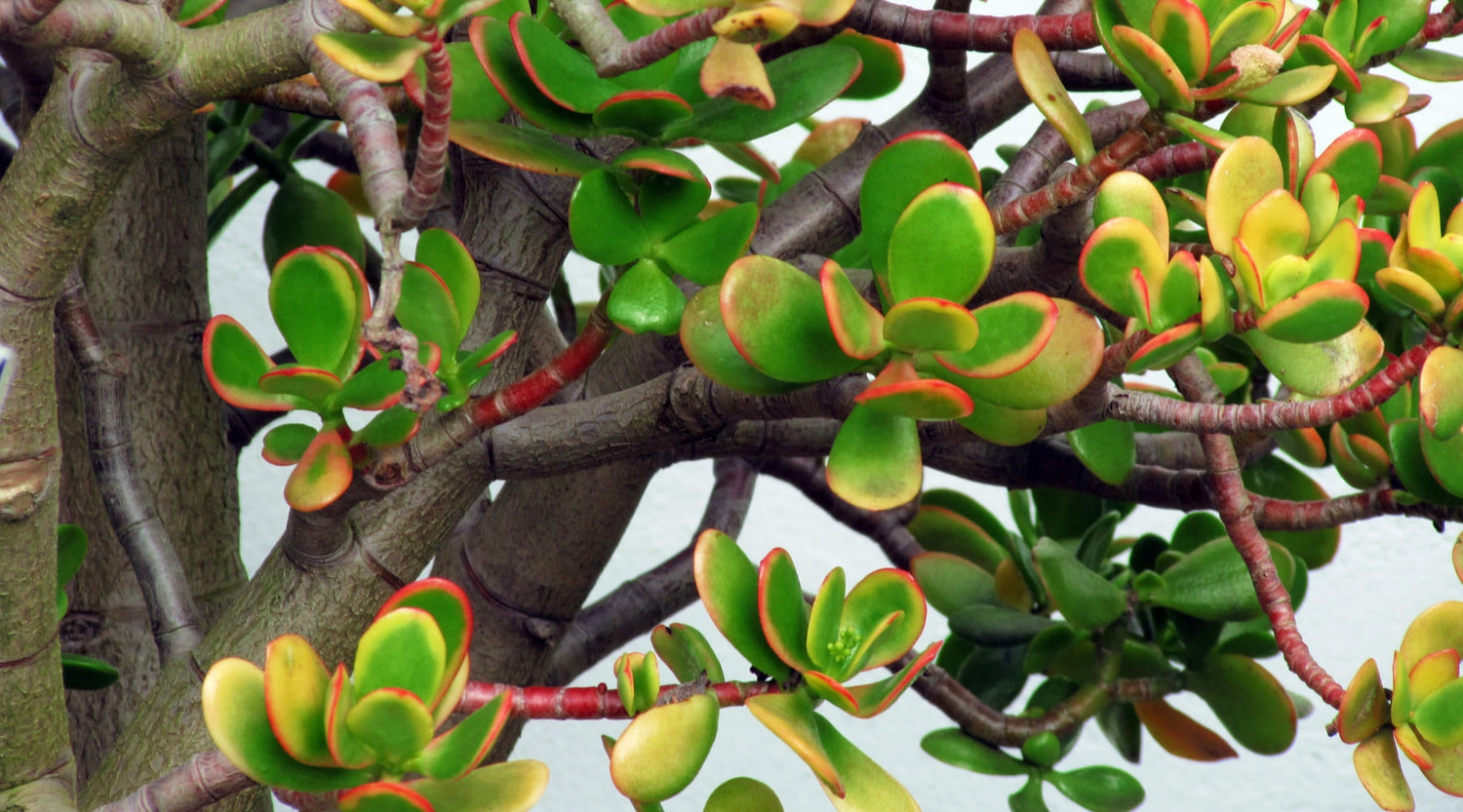 Árbol de Jade