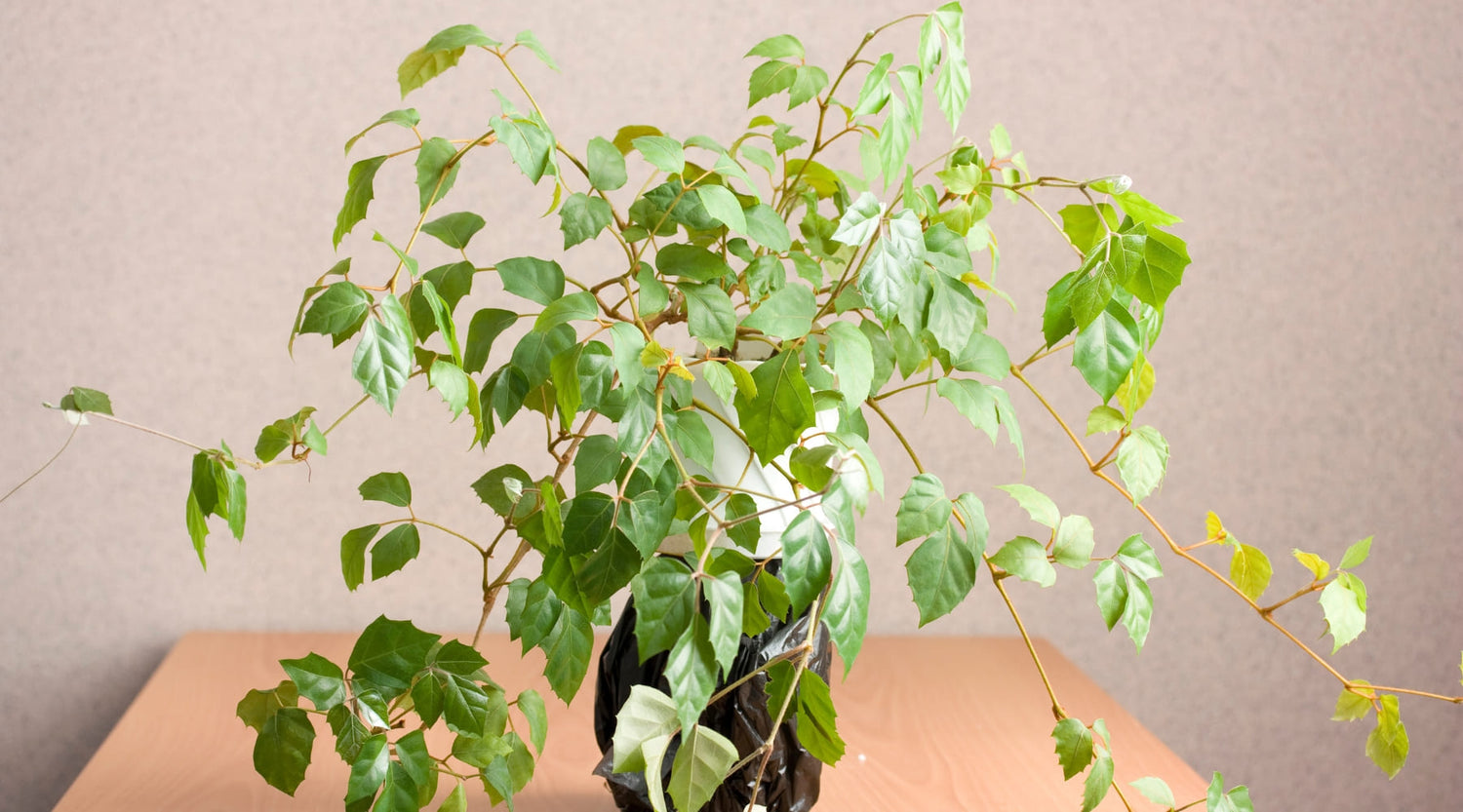 Cissus cuidados