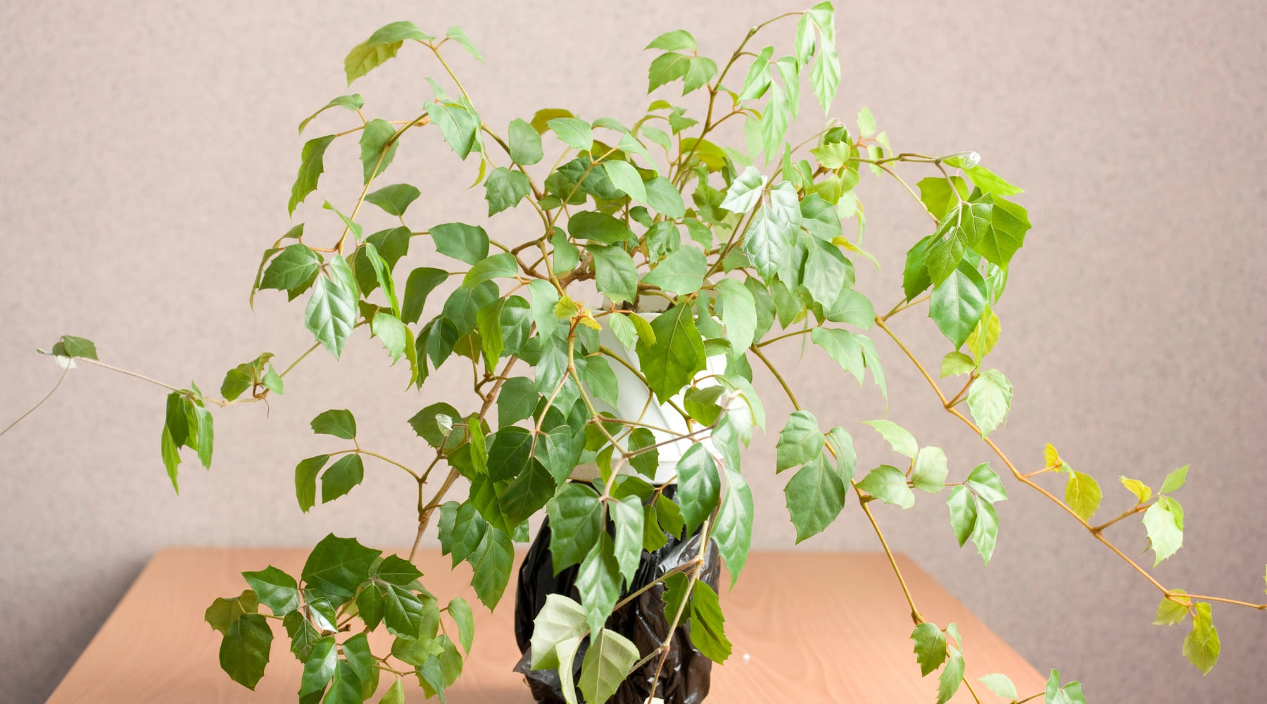 Cissus cuidados