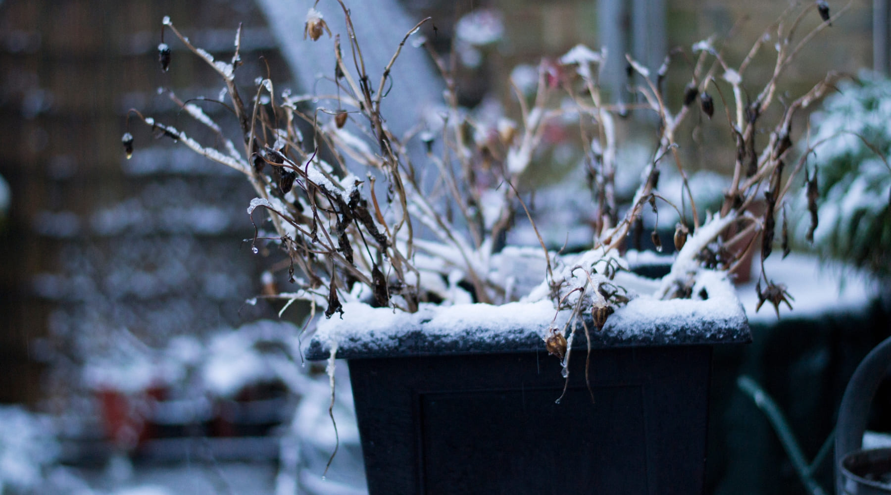 Cuidar de tus plantas en invierno