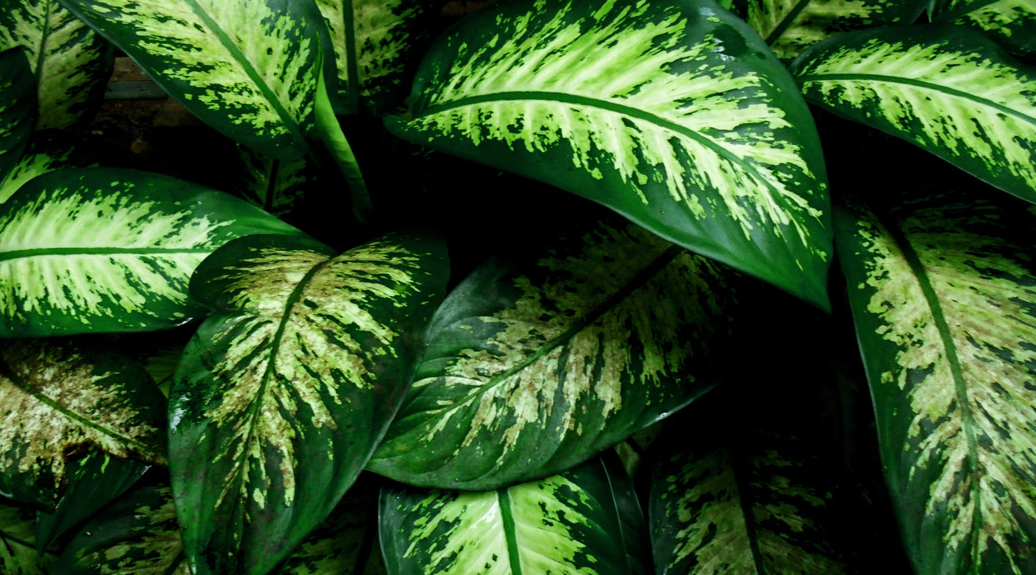 Dieffenbachia Una planta de cuidados sencillos