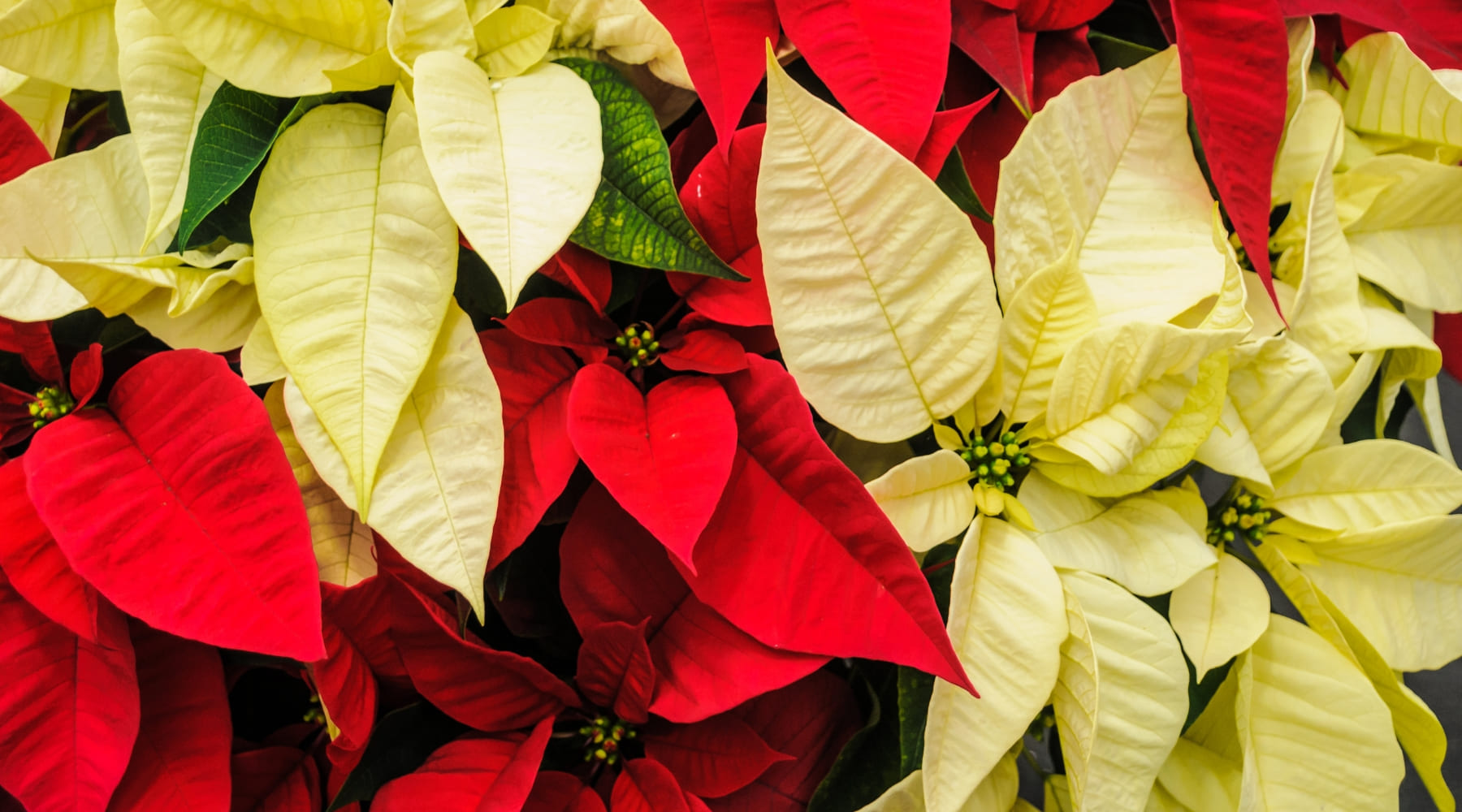 Weihnachtsstern Pflege: Alles, was Sie wissen mssen - Urbangreen Blog