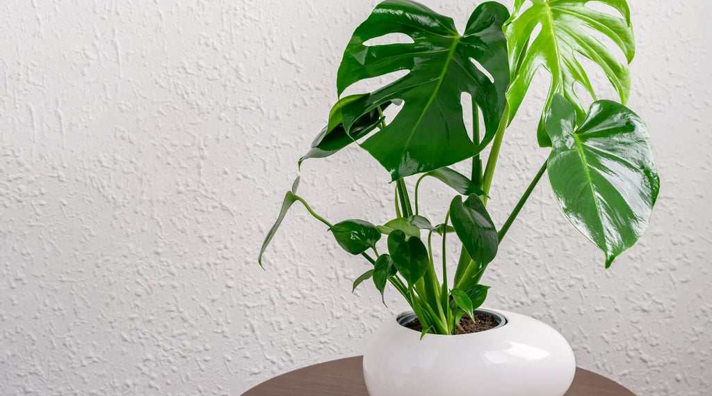 philodendron white Philodendron erubescens 'White Princess' – Mari's Gardens