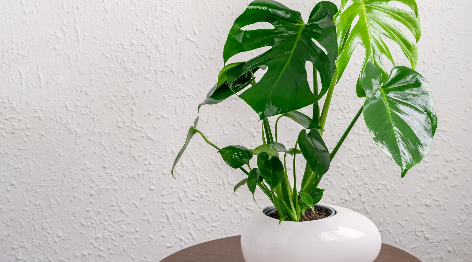 Pflegeleitfaden fr die Pflanze Monstera Deliciosa  Urbangreen Blog