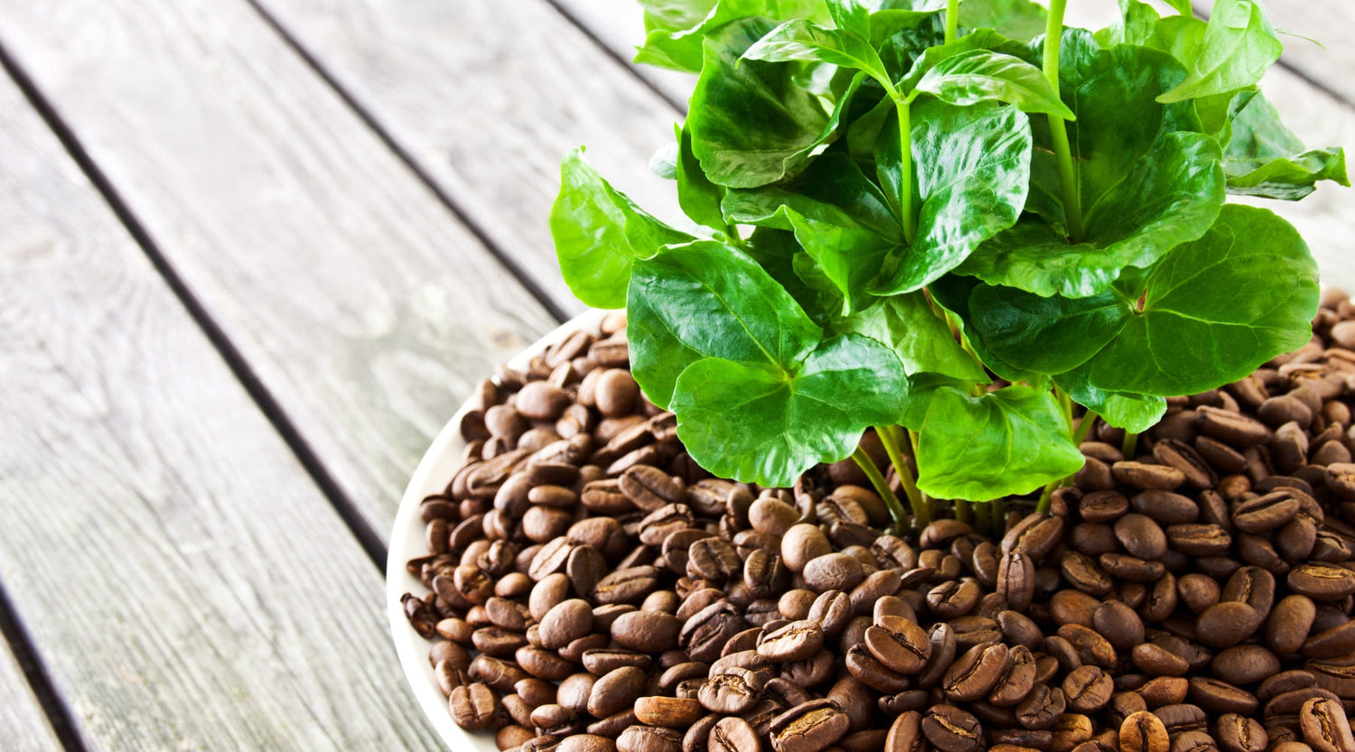 Planta de Café "Coffea Arabica"