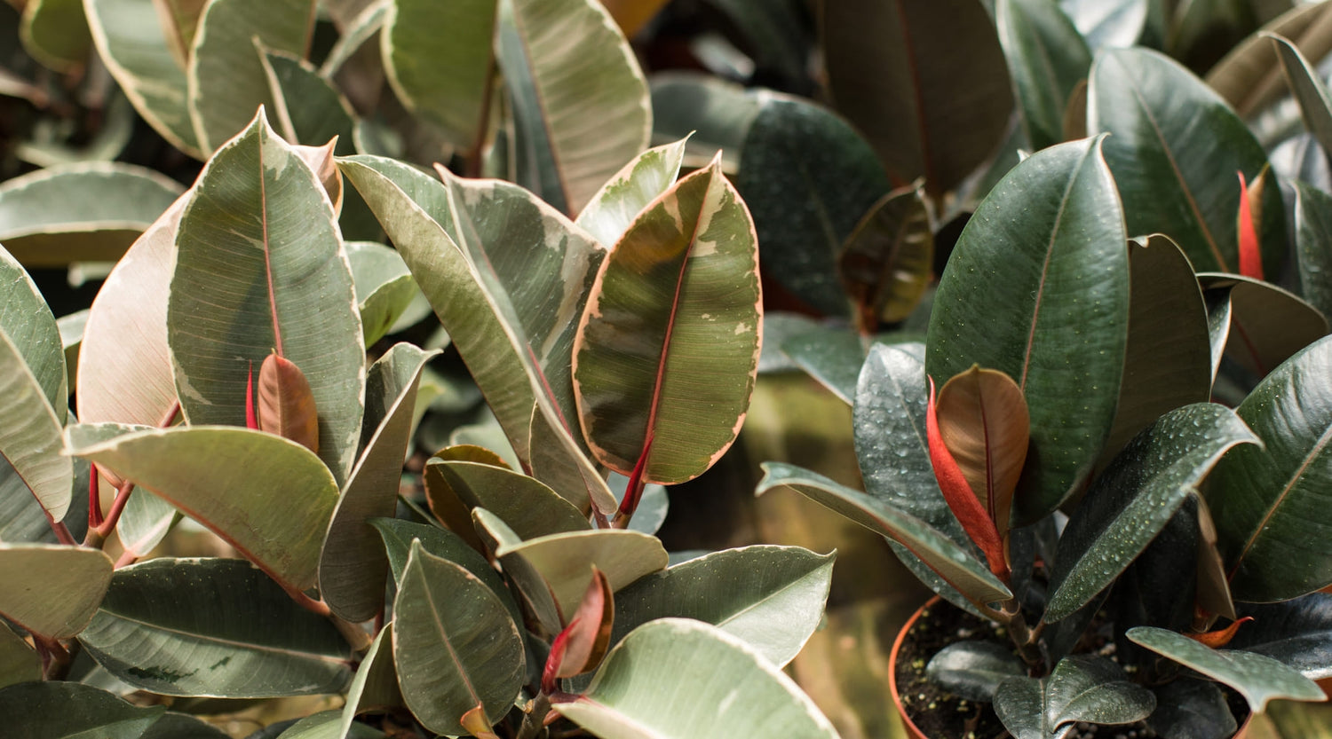 Guía de Cuidados del Ficus Elástica.