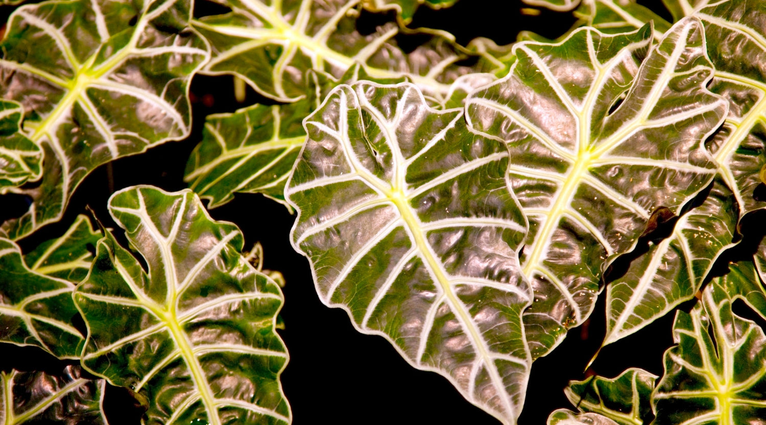 Alocasia