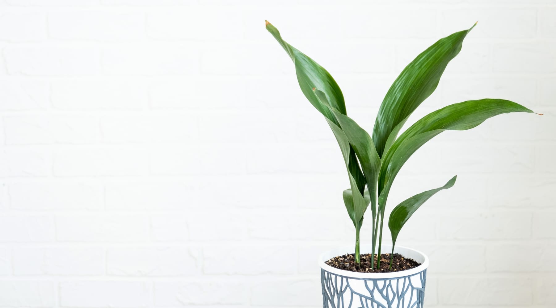 Pflegeanleitung fr Aspidistra-Pflanzen  Urbangreen Blog