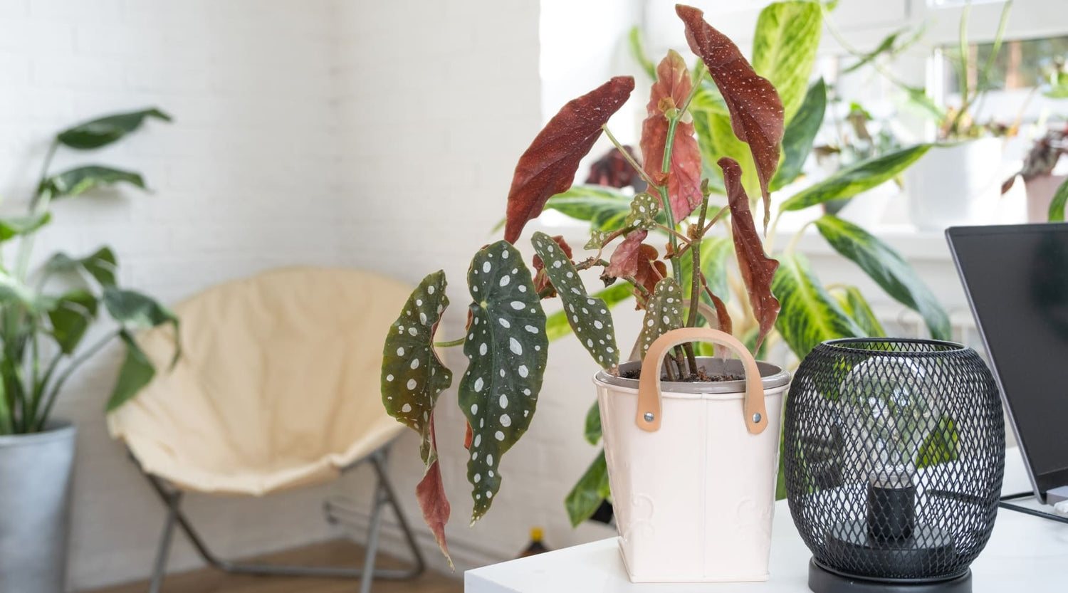 Guia de cuidados de la Begonia Maculata