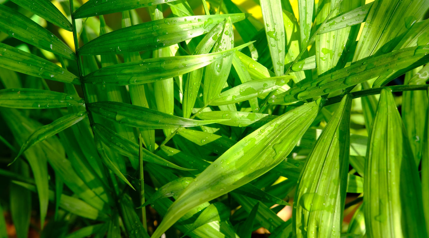 Completa guía de cuidados de la Palmera Kentia