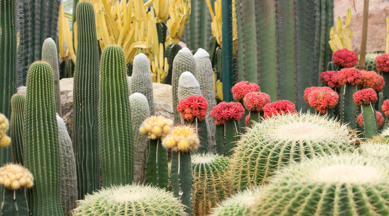 Guia de cuidados de los Cactus