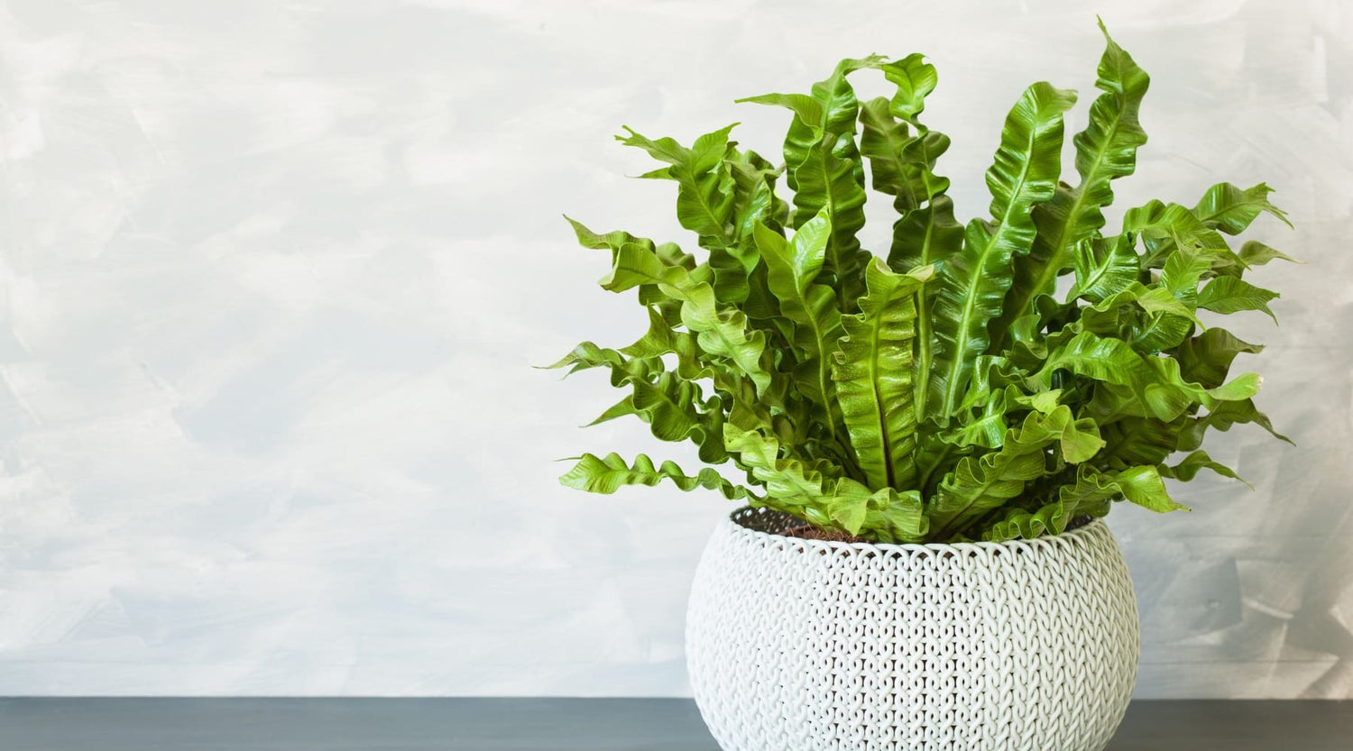 Asplenium cuidados