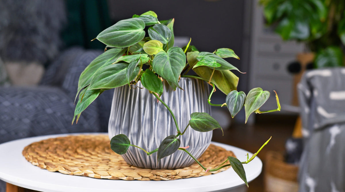 philodendron white wave blüte Philodendron Birkin main image 1