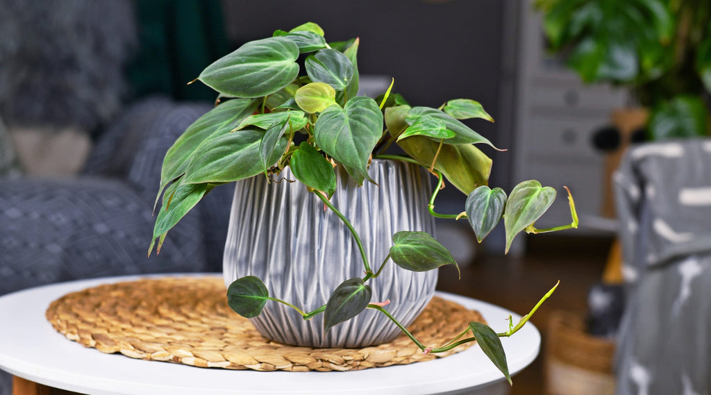 Philodendron-Pflegeratgeber  Urbangreen Blog