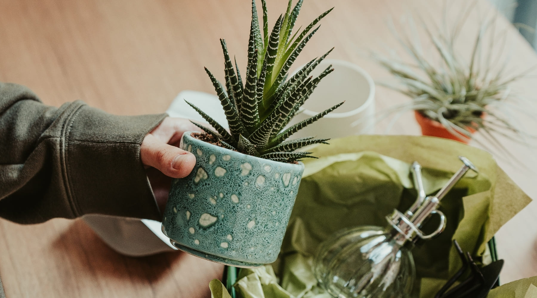 Las 10 mejores plantas para regalar a un ser querido