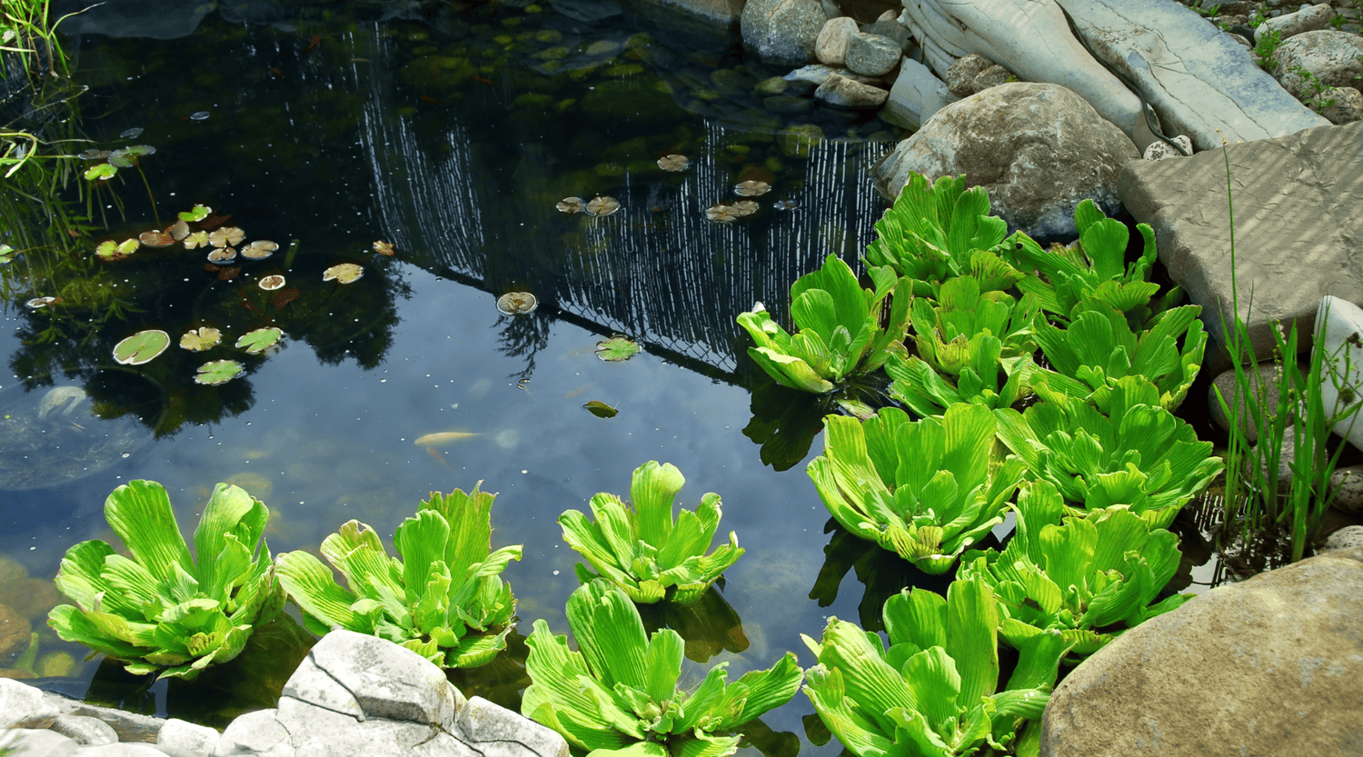 Plantas Acuáticas en Estanques y Jardines Acuáticos 