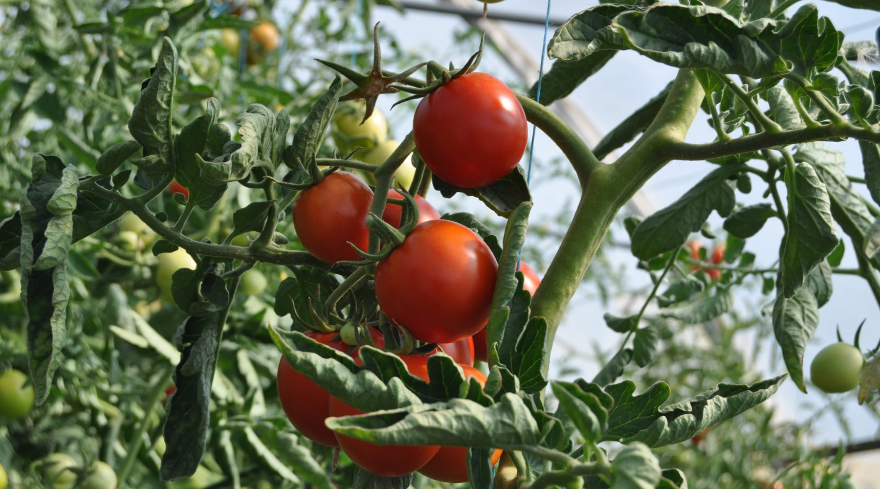 Planta de tomates : Aprende los mejores trucos de cuidados