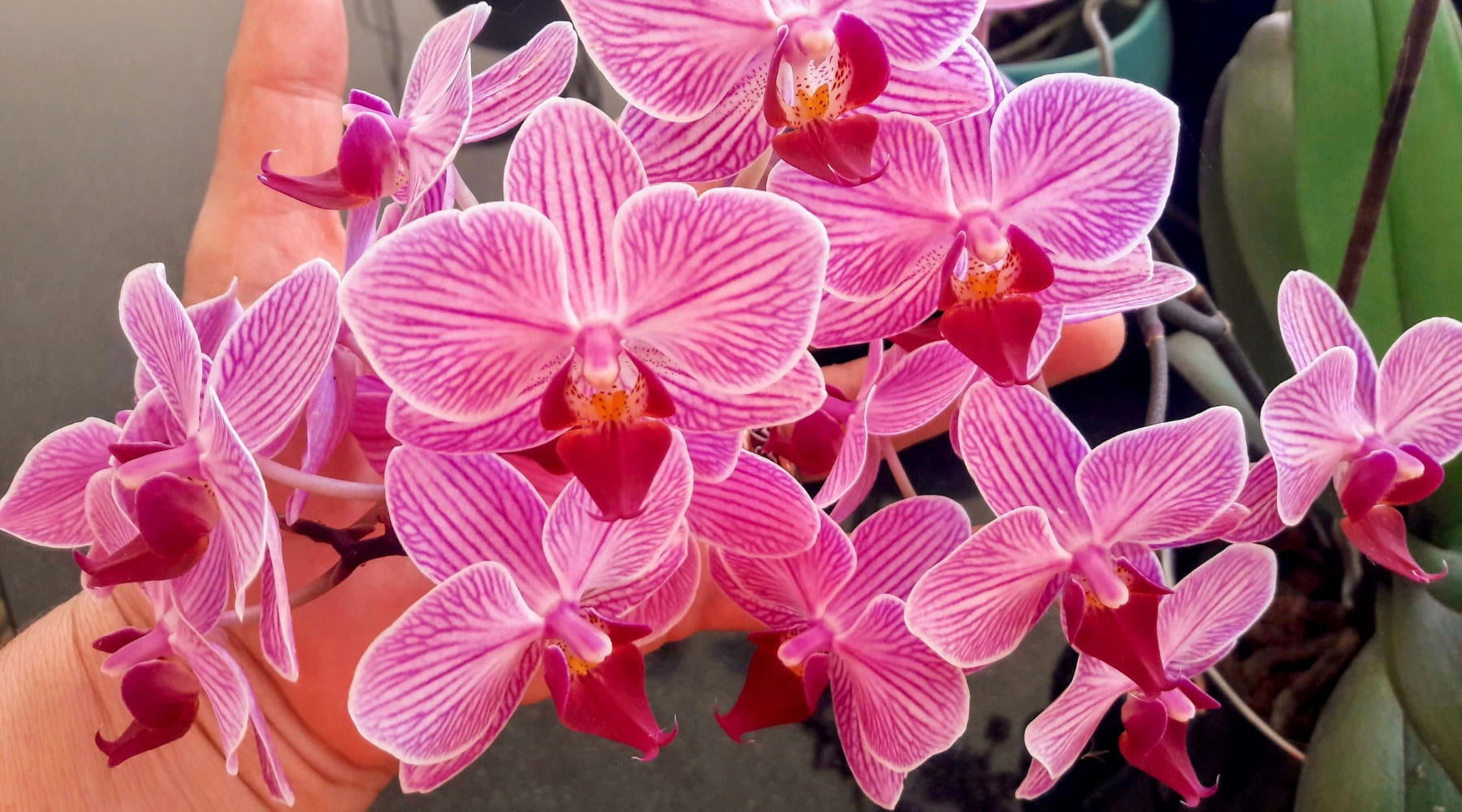 Orquídeas