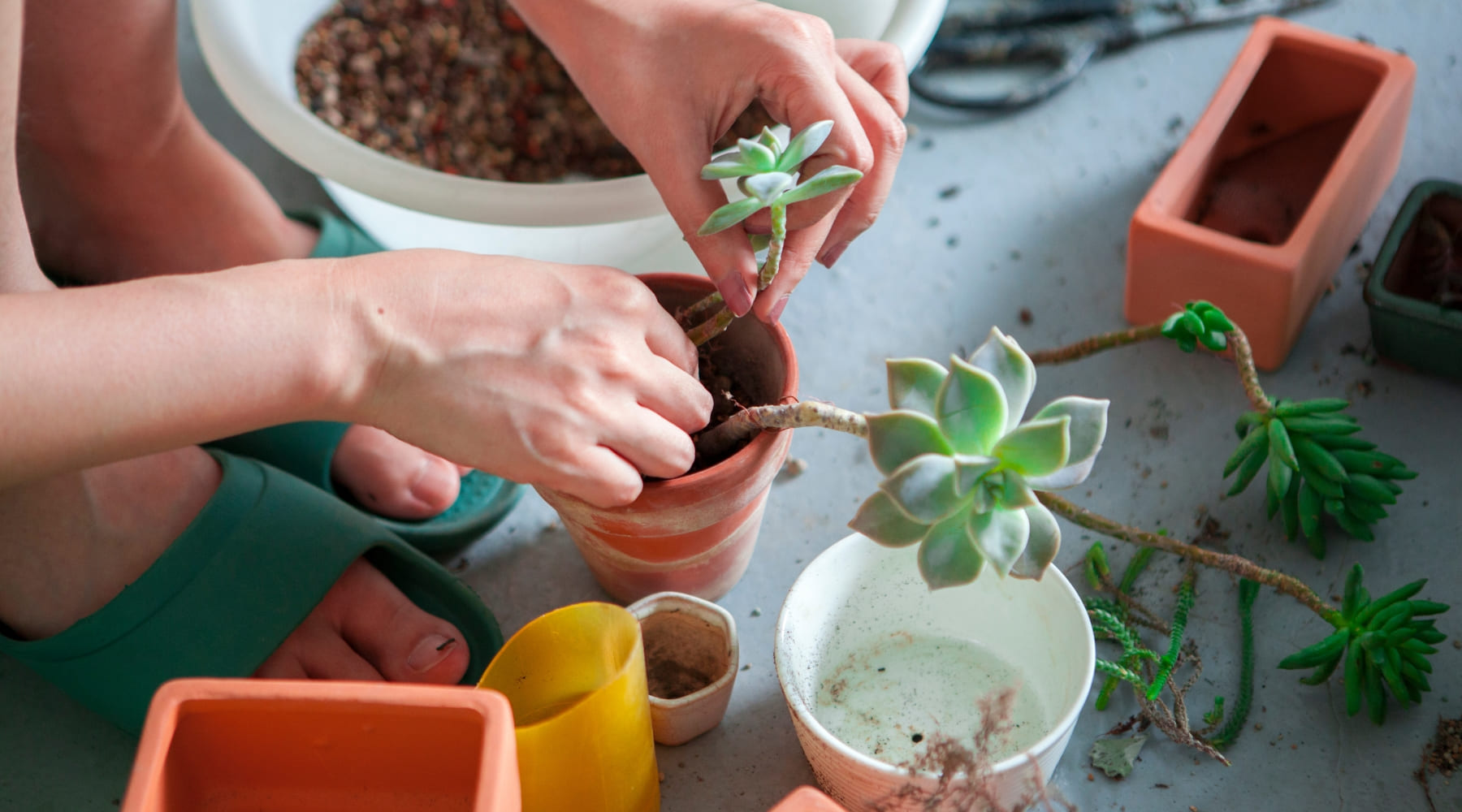 Las mejores plantas para principiantes